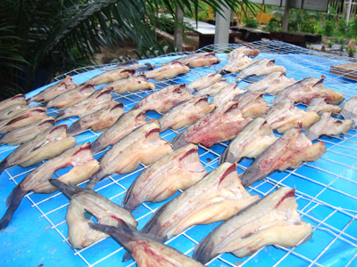 ปลาดุกแดดเดียว